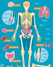 Children's Poster - Human Body